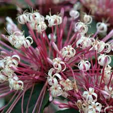 Image result for Clerodendrum melanocrater