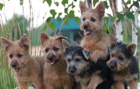 Discover the latest kitchenaid products online at myer. Australian Terrier Dog Breed Info Images Videos Faqs