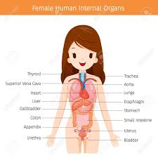One of the most important regions is the abdomen. Female Human Anatomy Internal Organs Diagram Physiology Structure Royalty Free Cliparts Vectors And Stock Illustration Image 83248546