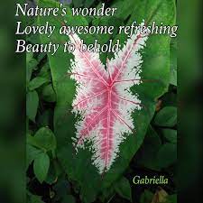 Before you actually start writing the haiku, you'll need to get your feelings and ideas flowing. How To Write A Haiku About Nature Unugtp