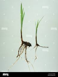 Image result for Cyperus sp.no.9