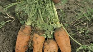 Growing carrots in home gardens. How To Grow Carrots Finegardening