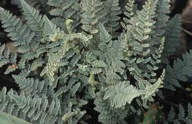 Image result for Cheilanthes hirta