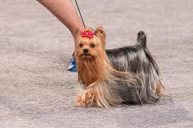 Looking for shichon puppies for sale? Yorkshire Terrier Yorkie Dog Breed Information