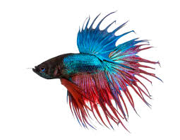 You shouldn't put two male betta fish together in the same aquarium. Crowntail Betta Betta Splendens Family Care Guide Aquariadise