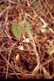 Image result for Begonia meyeri-johannis
