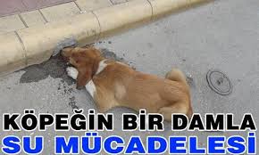 Kedim Agzi Acik Hizli Nefes Aliyor Neden Olabilir