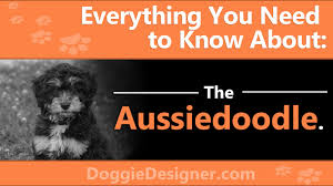 Australian Shepherd Poodle Mix The Complete Ausiedoodle Guide
