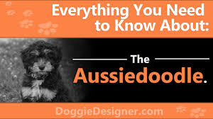 australian shepherd poodle mix the complete ausiedoodle guide