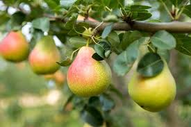 Fall Care Of Fruit Trees Apple Tree Care Fruit Trees Tree Care