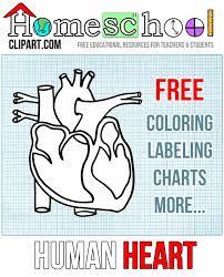 …you might be just acquiring one thing that you'd have needed to pay out for anyway. Heart Anatomy Coloring Page