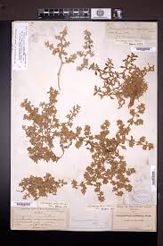 Image result for Guilleminea densa