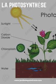 La Photosynthese Photosynthese Astuce Jardinage Jardinage Bio