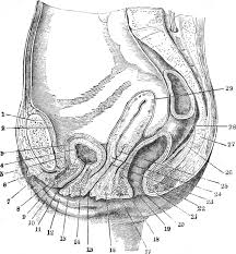 We did not find results for: Urethral Sponge Wikipedia