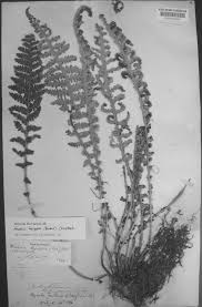 Image result for Mohria lepigera