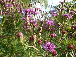 Image result for Vernonia nepetifolia