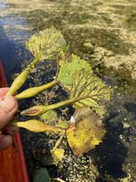 Image result for Trapa natans