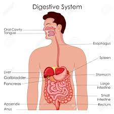 Medical Education Chart Of Biology For Digestive System Diagram