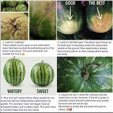 For example, a ripe watermelon will become brown and dry at the stem, whereas it was once light green. How To Check If A Watermelon Is Ripe Earthly Mission