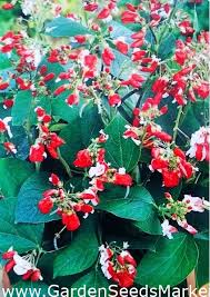 Check spelling or type a new query. Runner Bean Hestia Seeds Phaseolus Coccineus 40 Seeds Garden Seeds Market Free Shipping