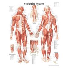 Adducts & flexes the arm (humerus). School Health Peter Bachin Anatomical Chart Muscular System