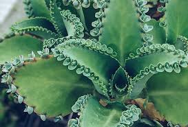 Image result for Kalanchoe daigremontiana