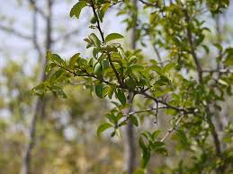 Image result for Ximenia afra