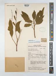 Image result for Anisophylleaceae