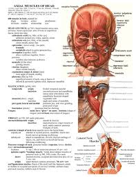 The majority of muscles in the leg are considered long muscles, in that they stretch great distances. Axial Muscles Of Head