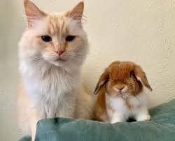 Learn more about feral cats and disease at howstuffworks. Do Cats Eat Rabbits Answered Explained