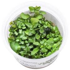 Image result for Ranalisma