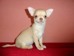 mnogoporodnyj pitomnik shenki chihuahua shenki chihuahua