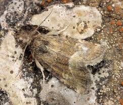 Image result for Photedes captiuncula