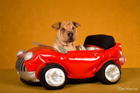 Find the perfect puppy for you and your family. Mini Hippo Dog 12 Key Questions For Which We Needed An Answer Dogarea