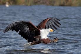 Šī karte attēlo faiba 2g, 3g, 4g un 5g mobilā tīkla pārklājumu naivasha. Kenia Safari Nationalparks Lake Naivasha