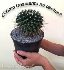 Como mencionamos el cactus buscará la dirección de la luz para crecer, cuando le asimismo, es bueno señalar algunas especies de cactus que poseen pelos y espinas demandan pleno sol, y. Trasplanta Tus Cactus Como Todo Un Experto