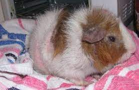 guinea pig hakkinda panosundaki pin