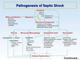 Sepsis And Septic Shock Septic Shock Sepsis Sepsis Pathophysiology