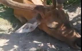 În parc am găsit multe animale în special domestice, dar sunt și câteva animale sălbatice. Ziua De Cluj Imagini RevoltÄtoare Surprinse La Moara De Vant Din SÄlicea Un Cerb AgonizeazÄ RÄpus De CÄldurÄ