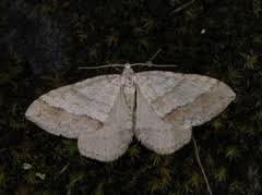 Image result for Mesotype parallelolineata