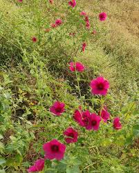 Image result for Hibiscus cannabinus