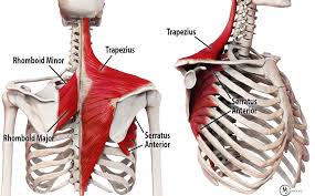 Image result for Winged Scapula