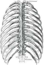 The thoracic spine supports twelve pairs of ribs that slope gently down from the back as they pass around to encase the thorax. Rib Cage Anatomy