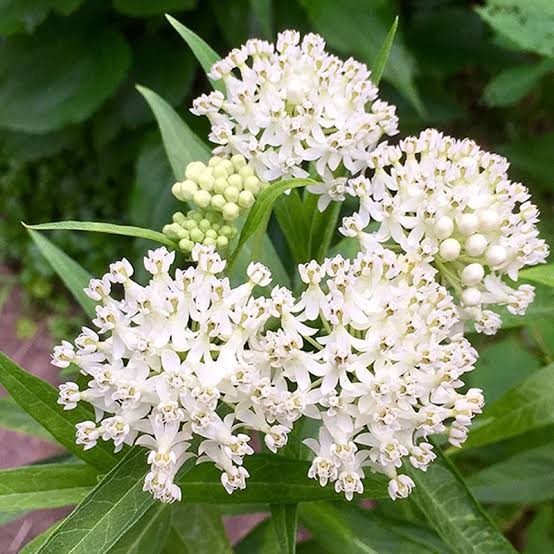 Swamp Milkweed - Ice Ballet