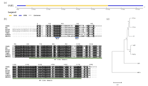 Image result for Cyamopsis serrata