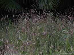Image result for Ischaemum afrum