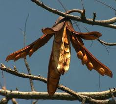 Image result for Entandrophragma delevoyi