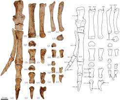 Are there any intrinsic advantages to one over the other? The Skeleton Of Congruus Kitcheneri A Semiarboreal Kangaroo From The Pleistocene Of Southern Australia Royal Society Open Science