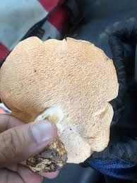 Image result for Dentinum repandum