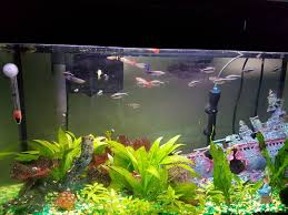 Check Out Why Do My Guppies Stay In The Corner Of Tank In 2020 Guppy Guppy Fish Corner Aquarium